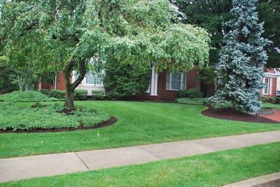 nice healthy trees cared for by Arborist