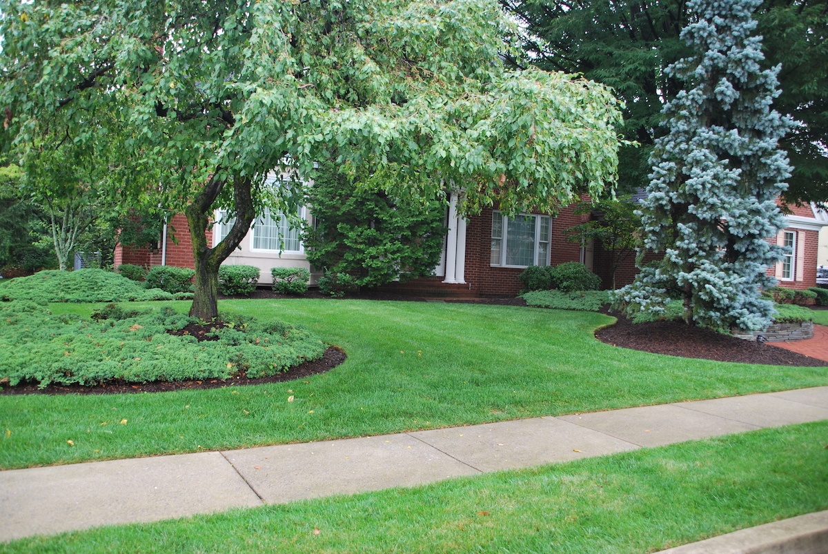 Healthy lawn and trees