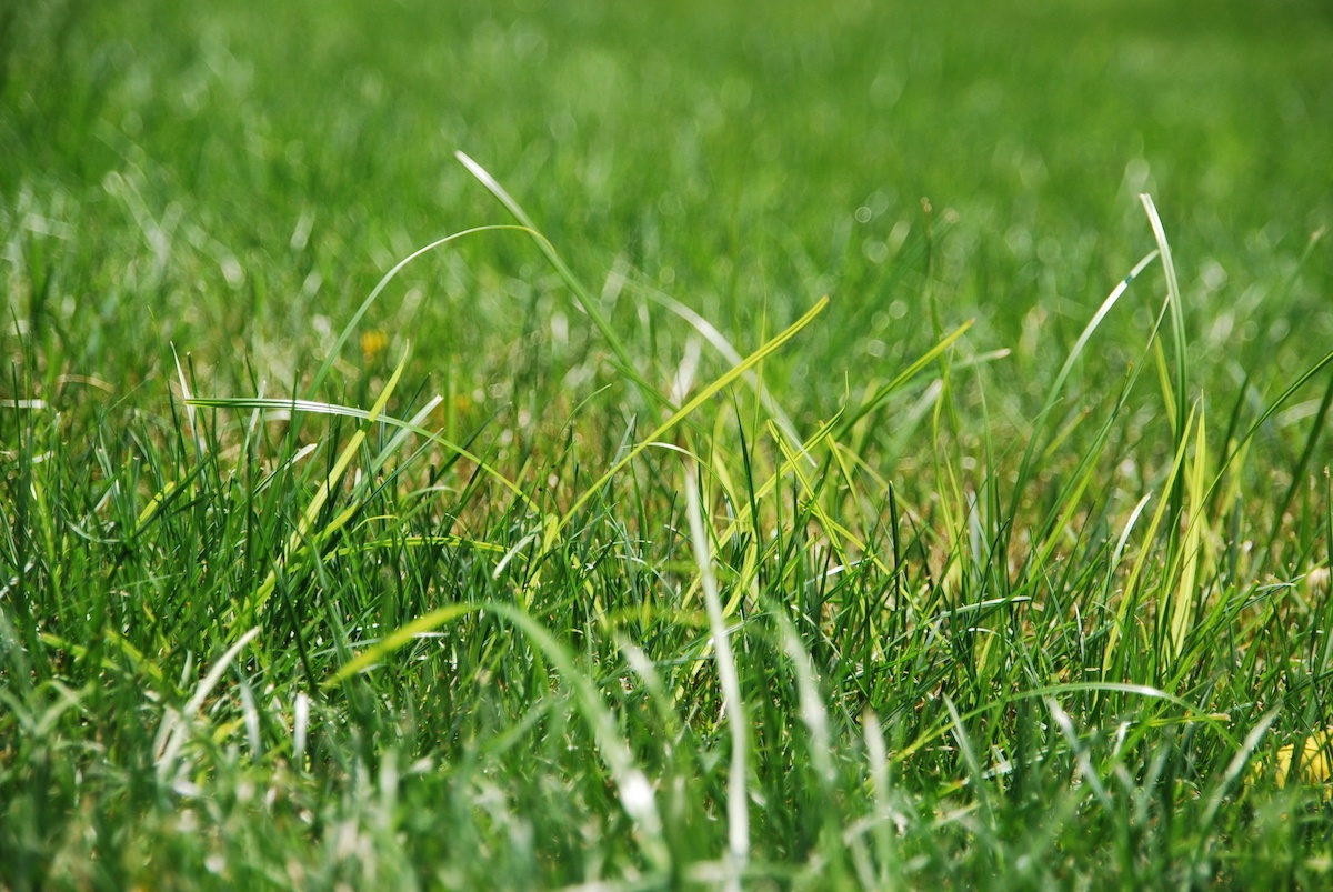 nutsedge growing in grass