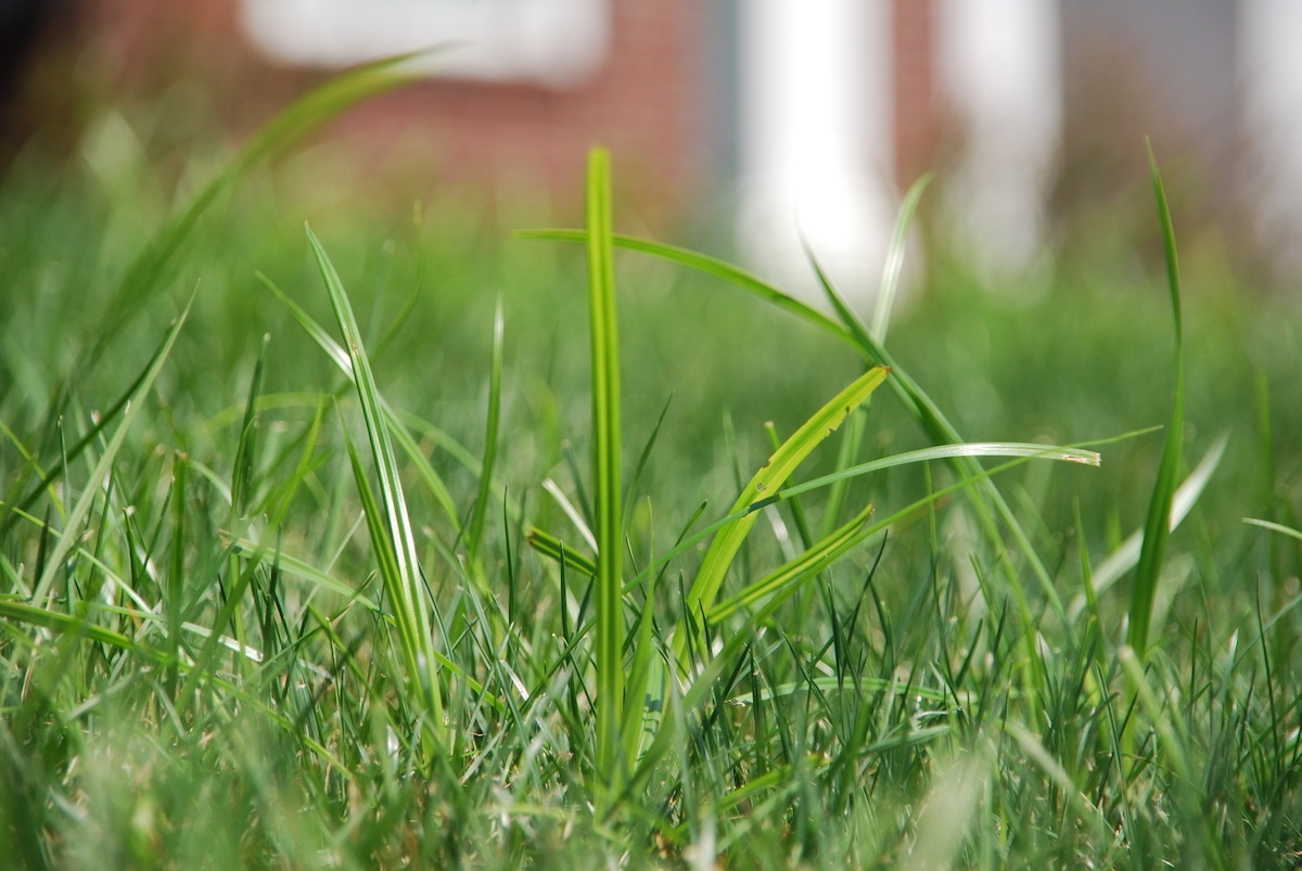 Nutsedge in lawn grass