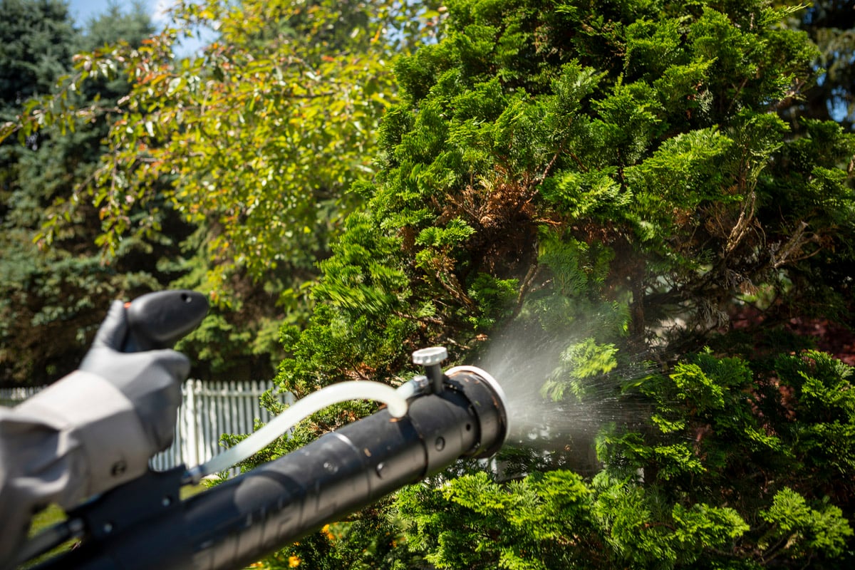pest control expert sprays shrubs for ticks