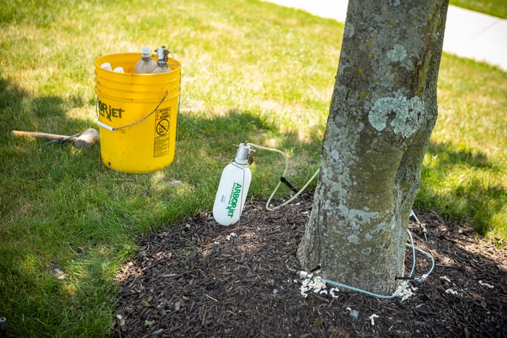 tree injection services for plant health care