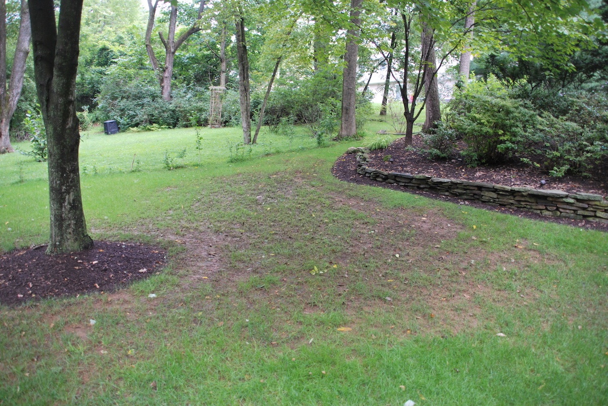 Brown grass in lawn below tree