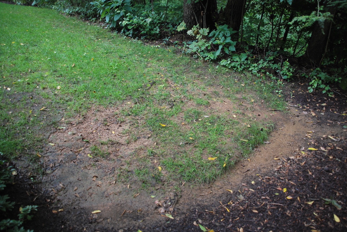 lawn with soil problems