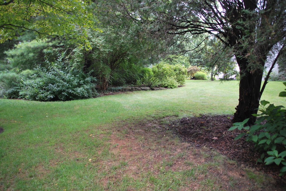 lawn with too much shade under tree