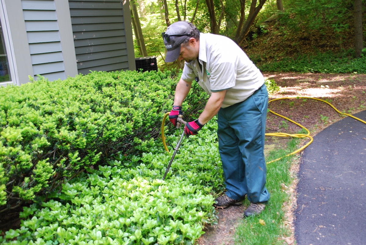 tree and shrub fertilizations