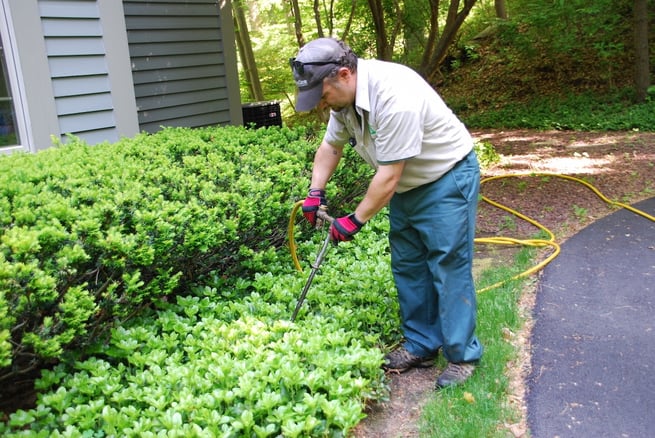 plant health care technician applying deep root fertilizer to shrubs in planting bed