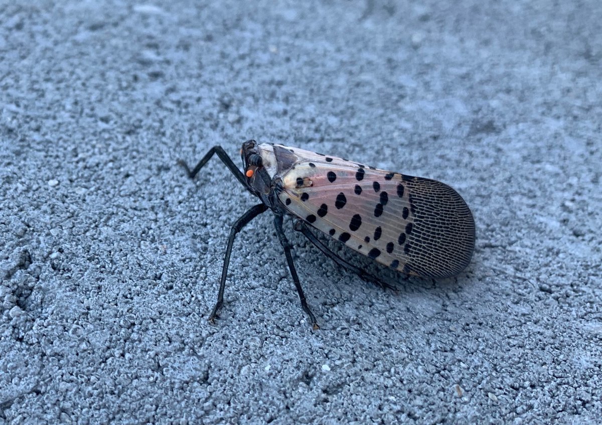 spotted lanternfly wings closed