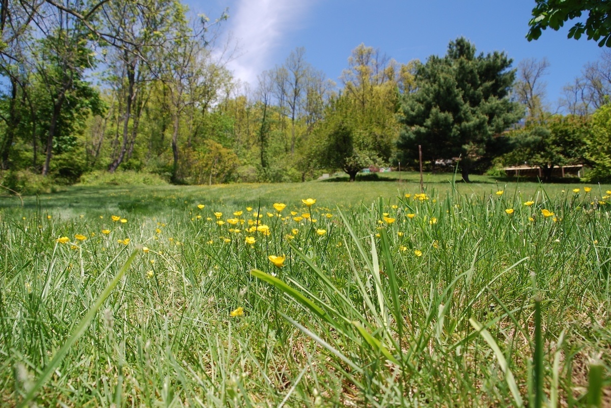 lawn filled with weeds