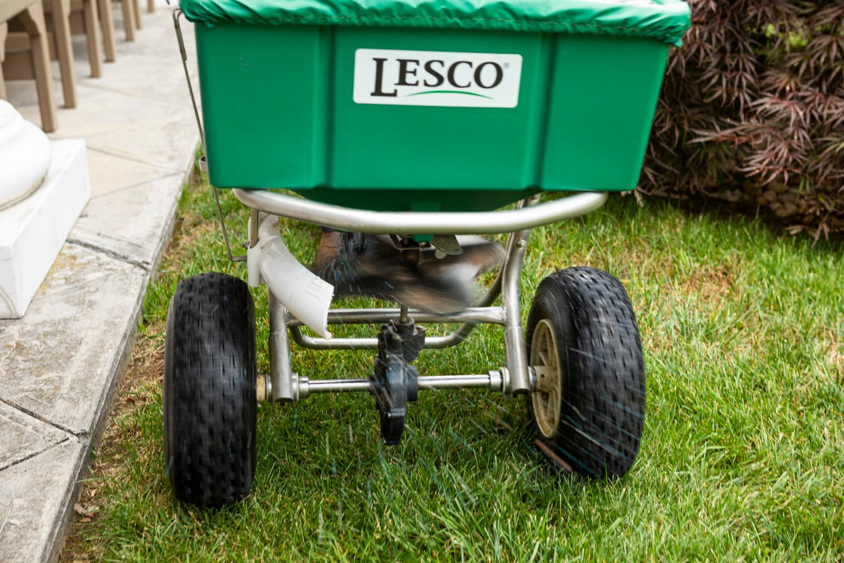 granular fertilizer sprays out of walk behind spreader