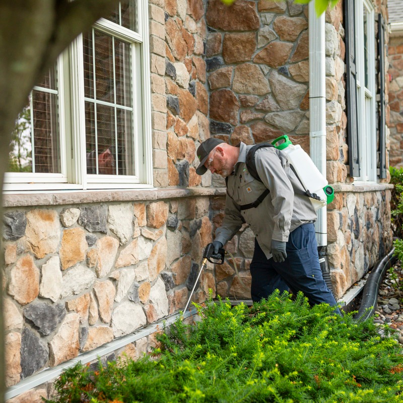 pest control technician spraying for stink bugs