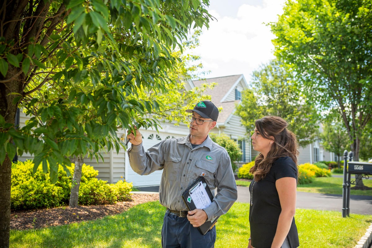 tree care expert inspects tree with customer