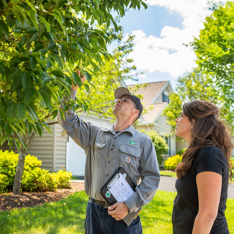 tree care technician inspects tree