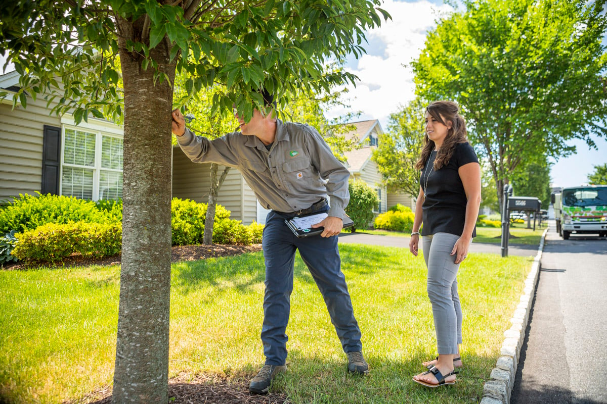 tree care technician inspects tree