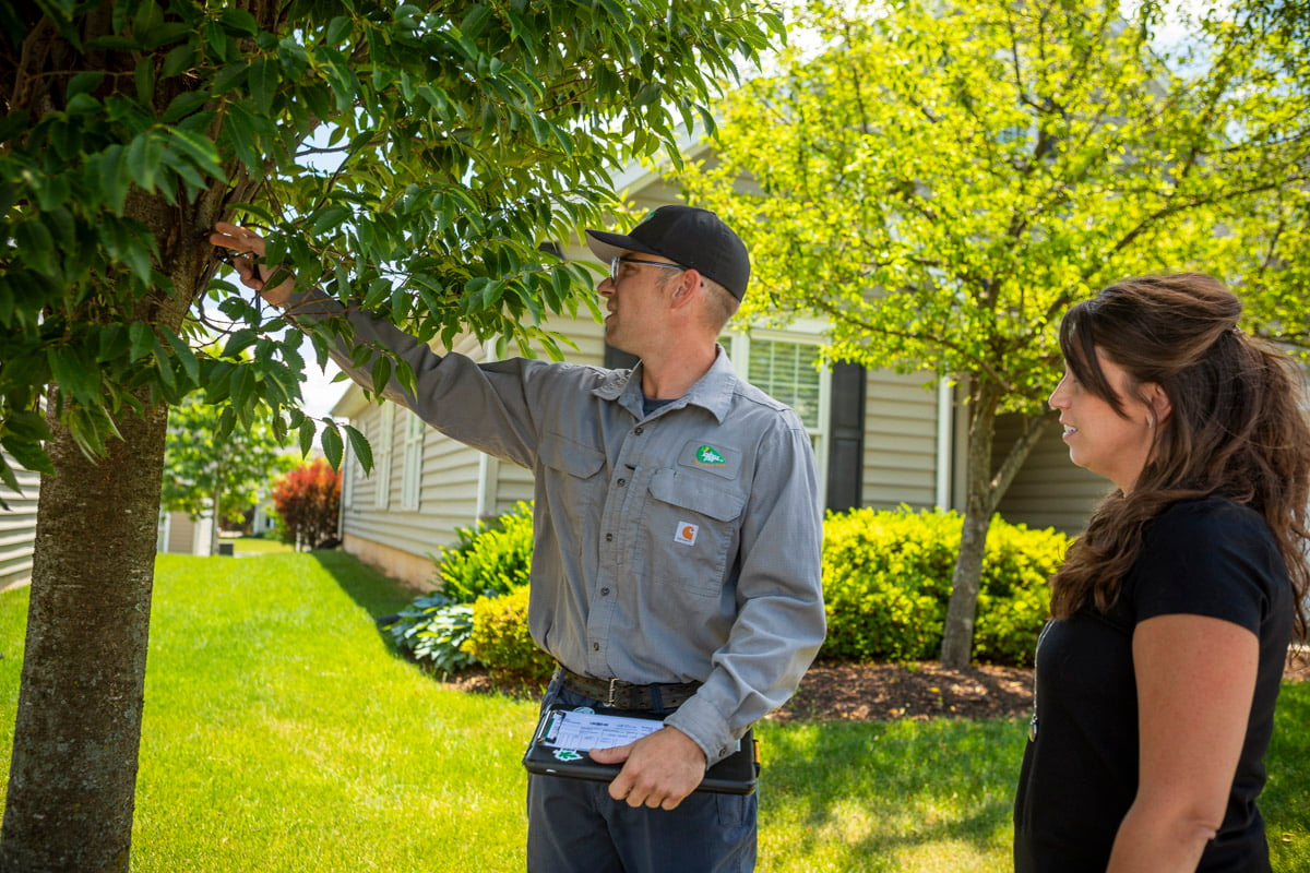 tree expert consults with customer on tree dying symptoms