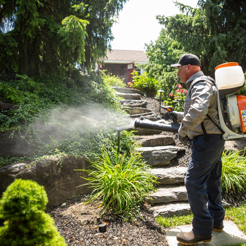 pest control technician spraying mosquito barrier spray on landscape plants