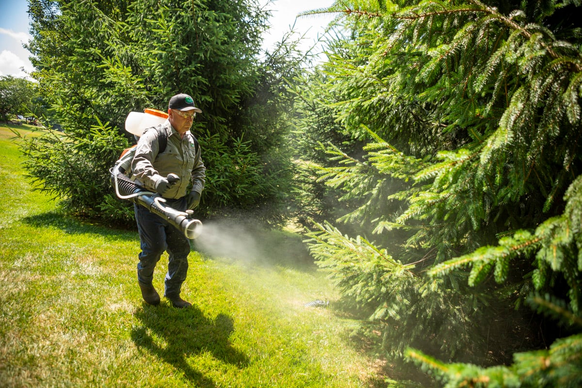 pest control expert sprays near trees for mosquitos