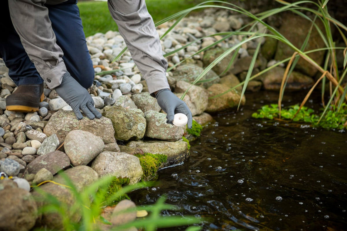 pest control technician placing mosquito dunks in a landscape pond