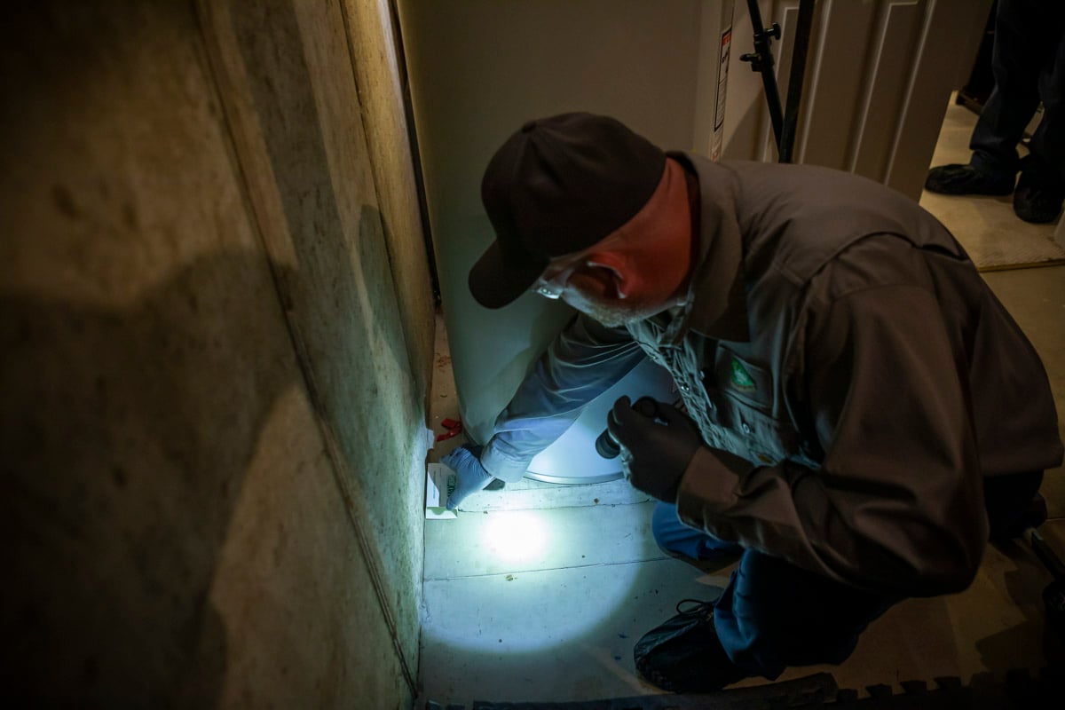 pest control sets mouse traps in basement