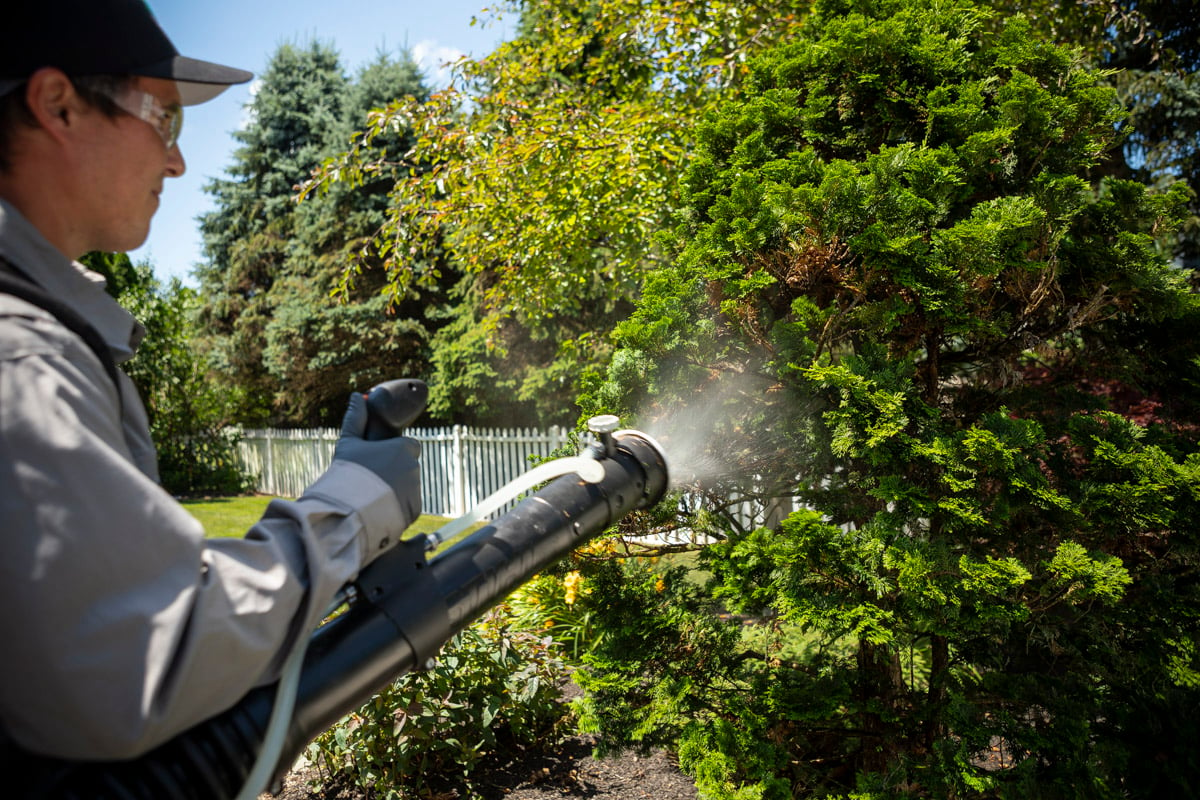 pest control technician spraying landscape plants for mosquitoes