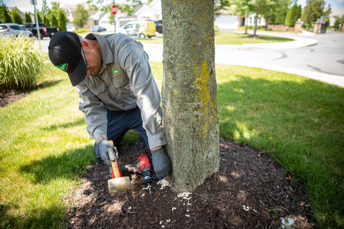 Certified Arborist injecting a tree