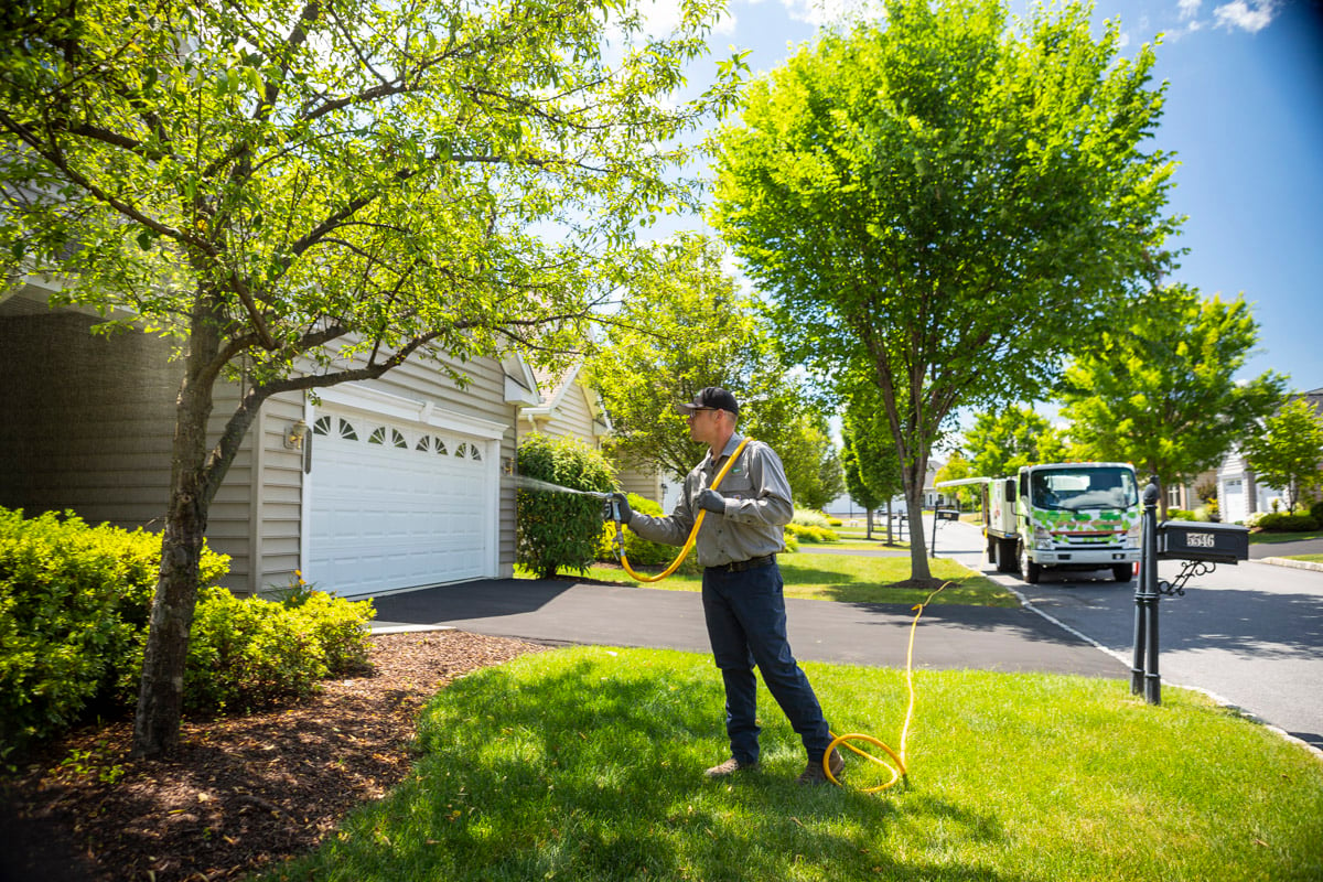 Tree care technician spraying a tree