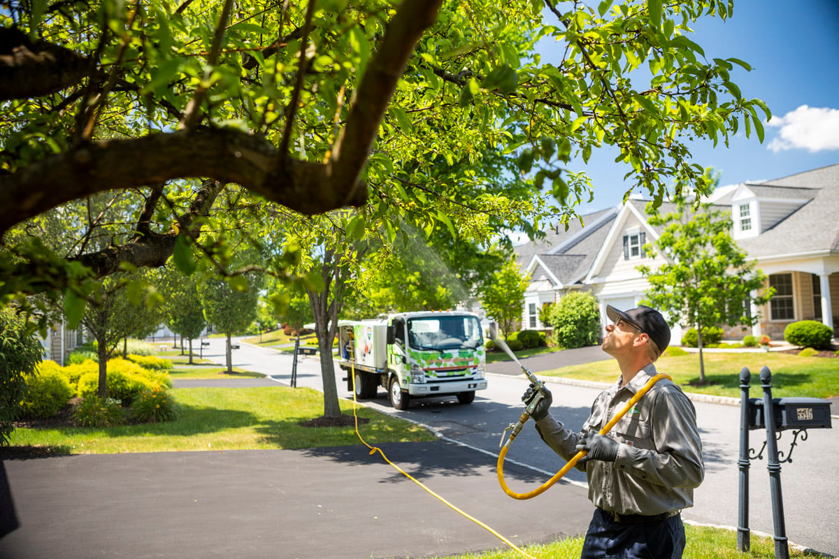 Certified Arborist spraying a tree