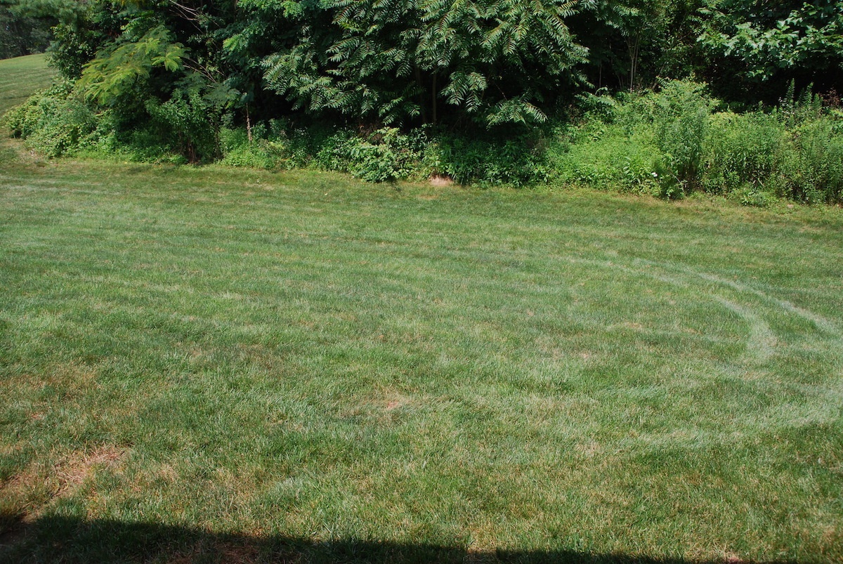 lawn with thin grass and brown spots