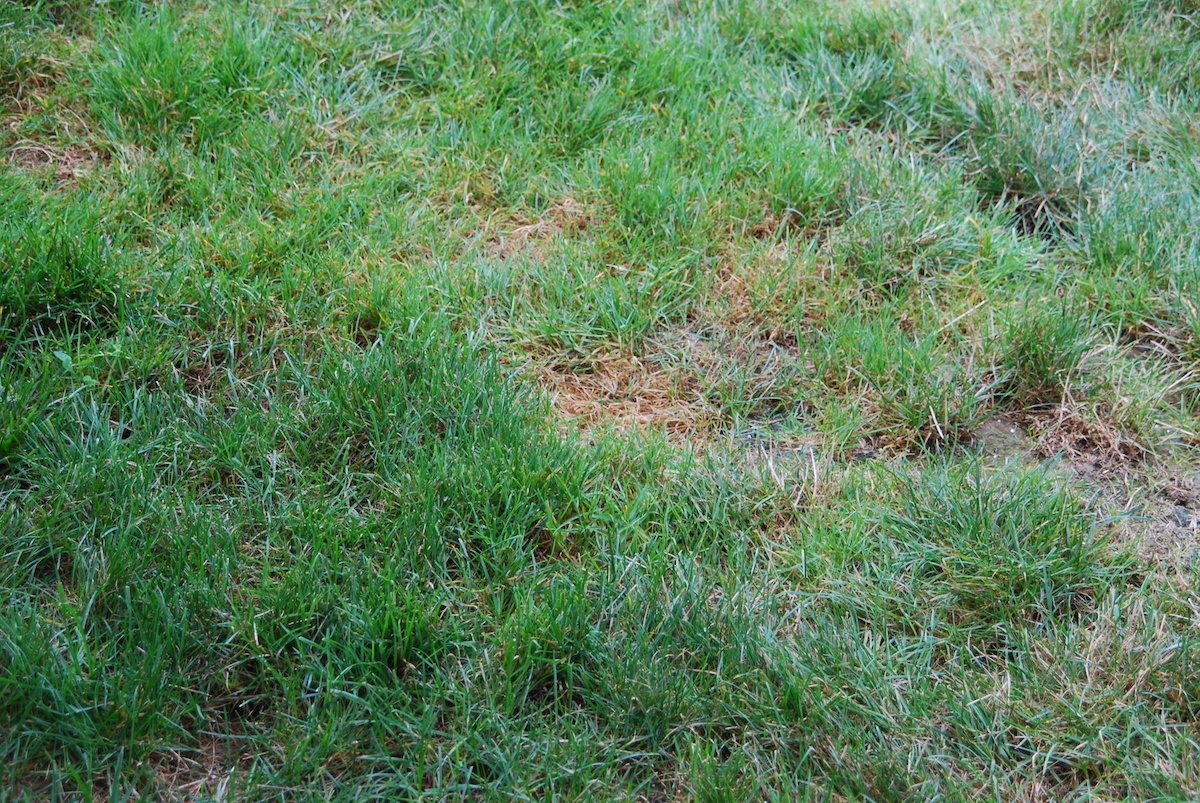 Thin and brown areas in lawn