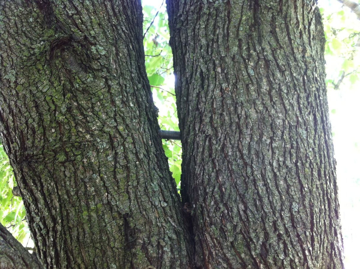 Tree with bracing