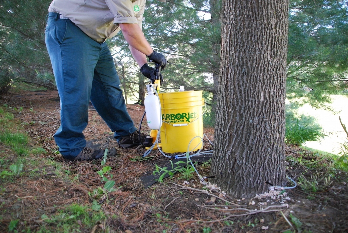 plant health care technician treating a large tree for pests and disease