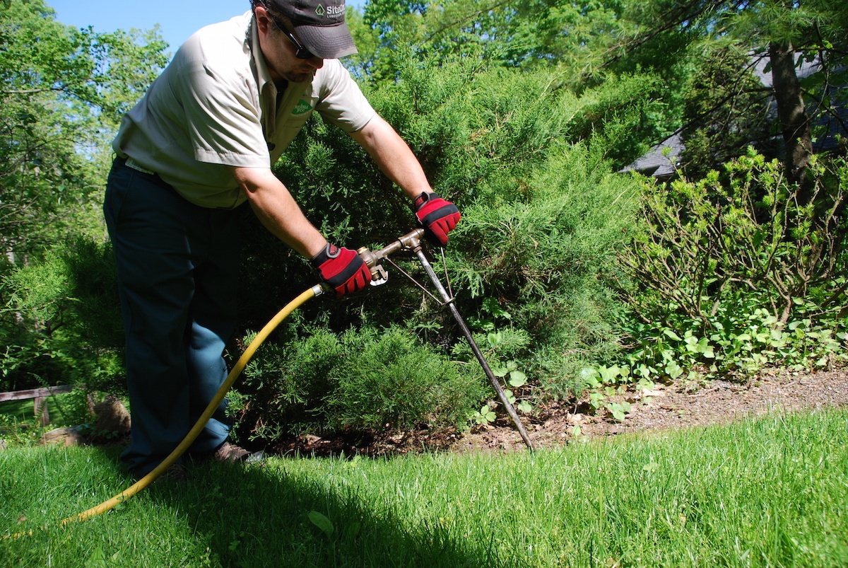 tree care technician fertilizes tree