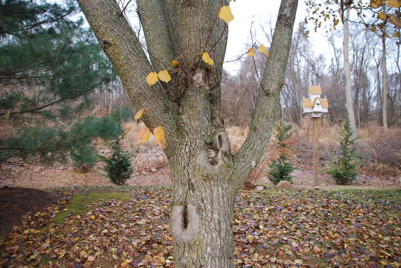 Cost and health benefits of proactive tree trimming services in Allentown, PA