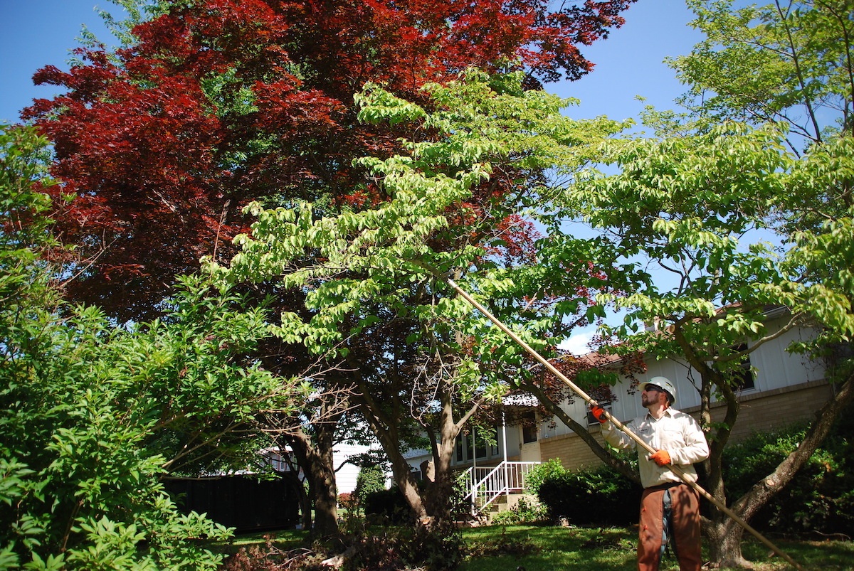 Tree pruning crew using a pole saw to prune