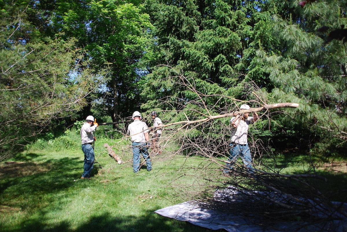 professional tree removal technicians removing tree after storm