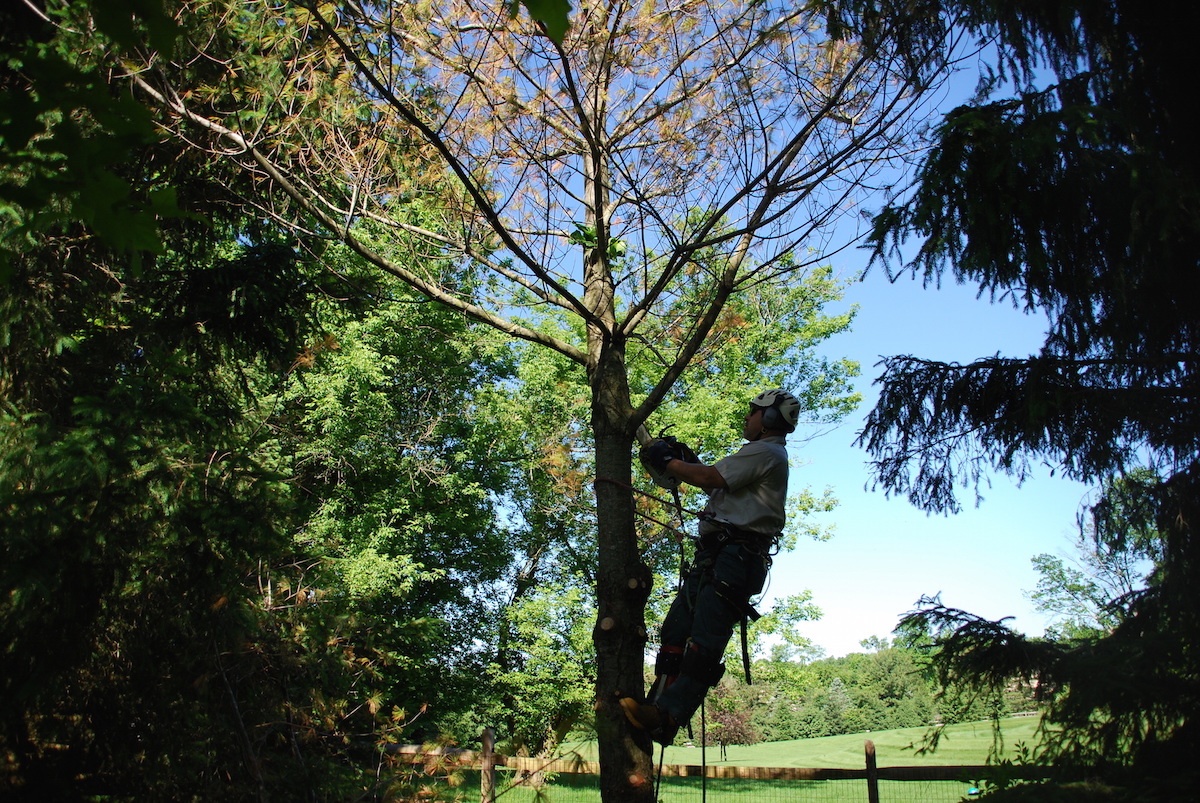 tree-removal-3
