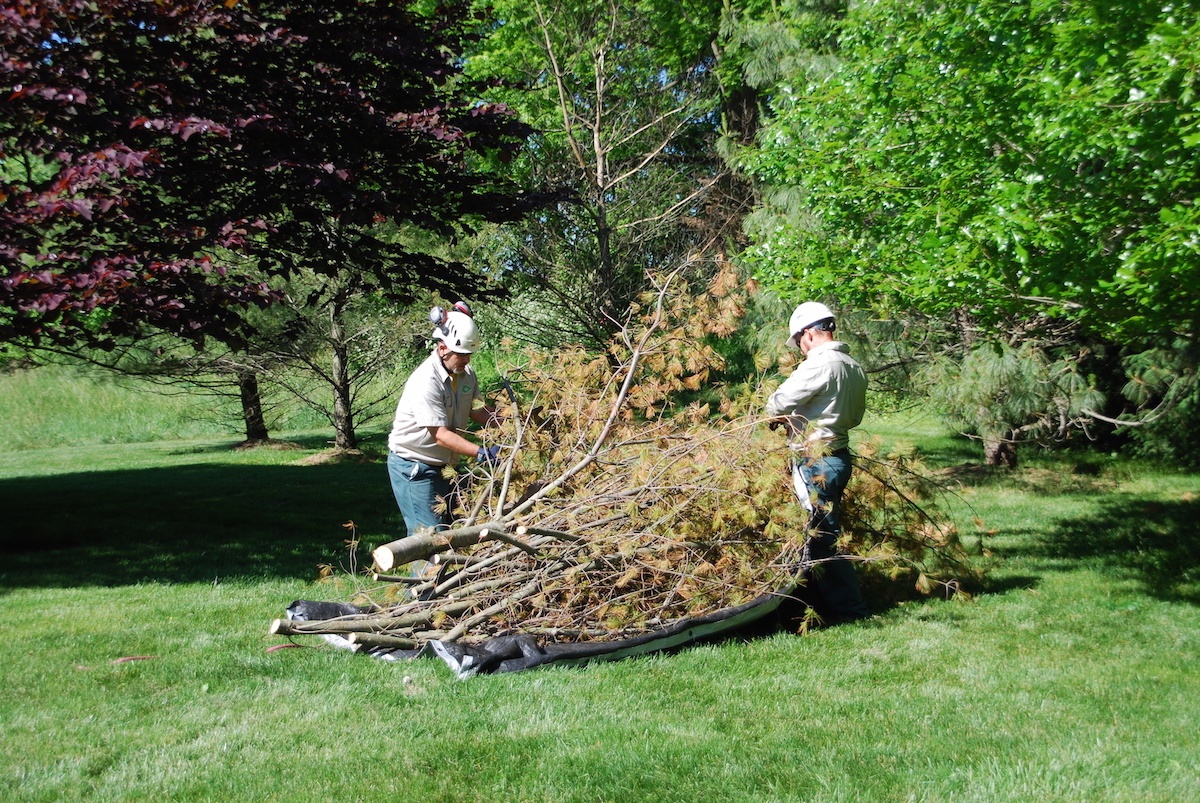 Dying tree removal