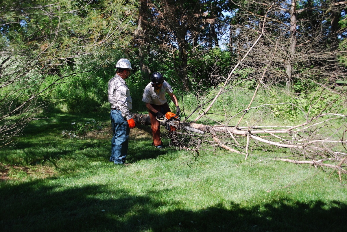 How Much Does it Cost to Remove a Fallen Tree? Understanding Prices