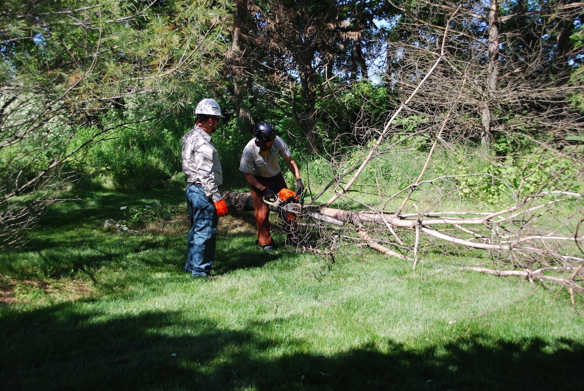 tree care experts cut up down tree with chainsaw