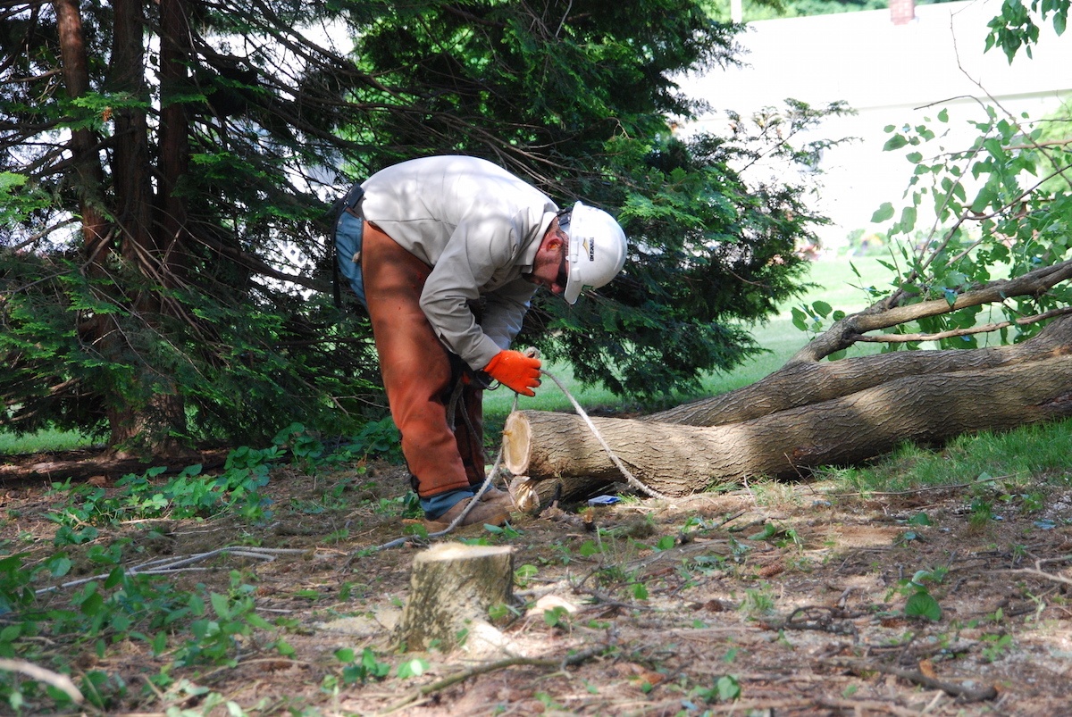 Tree removal after storm