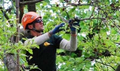 arborist pruning tree to keep it healthy