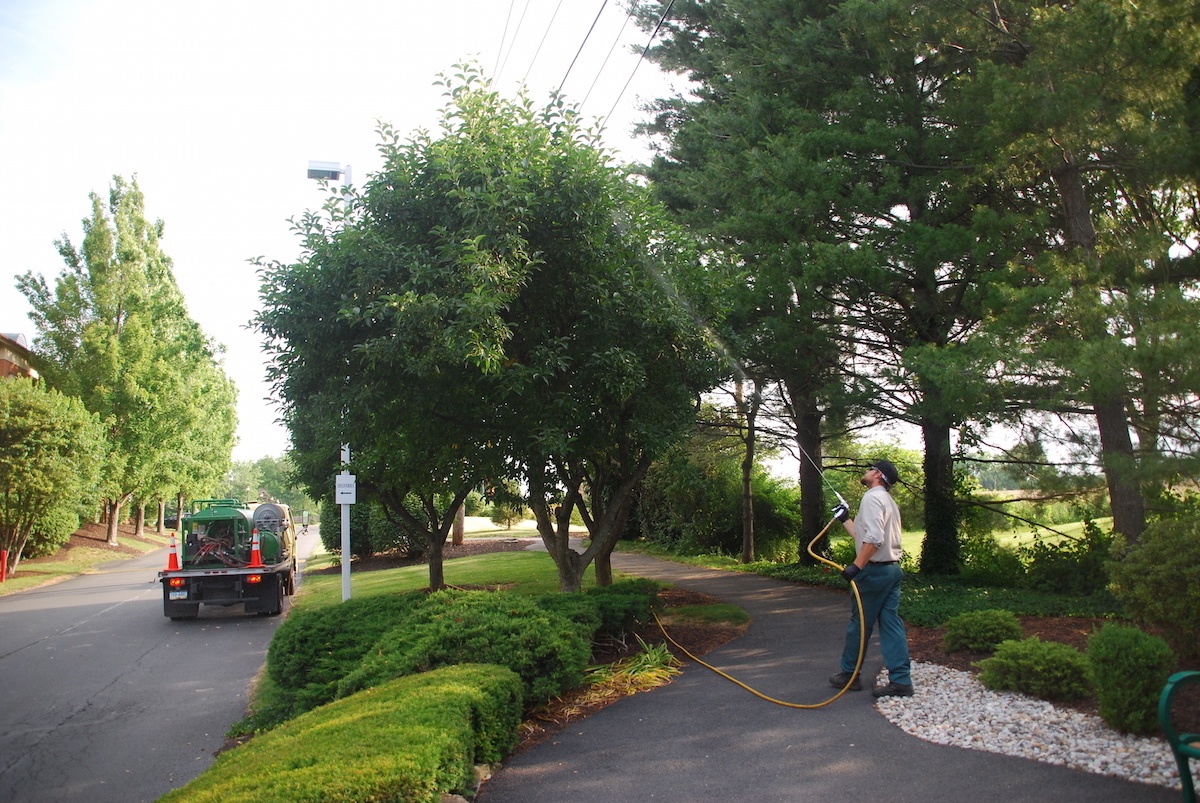 spraying trees for Spotted Lanternfly