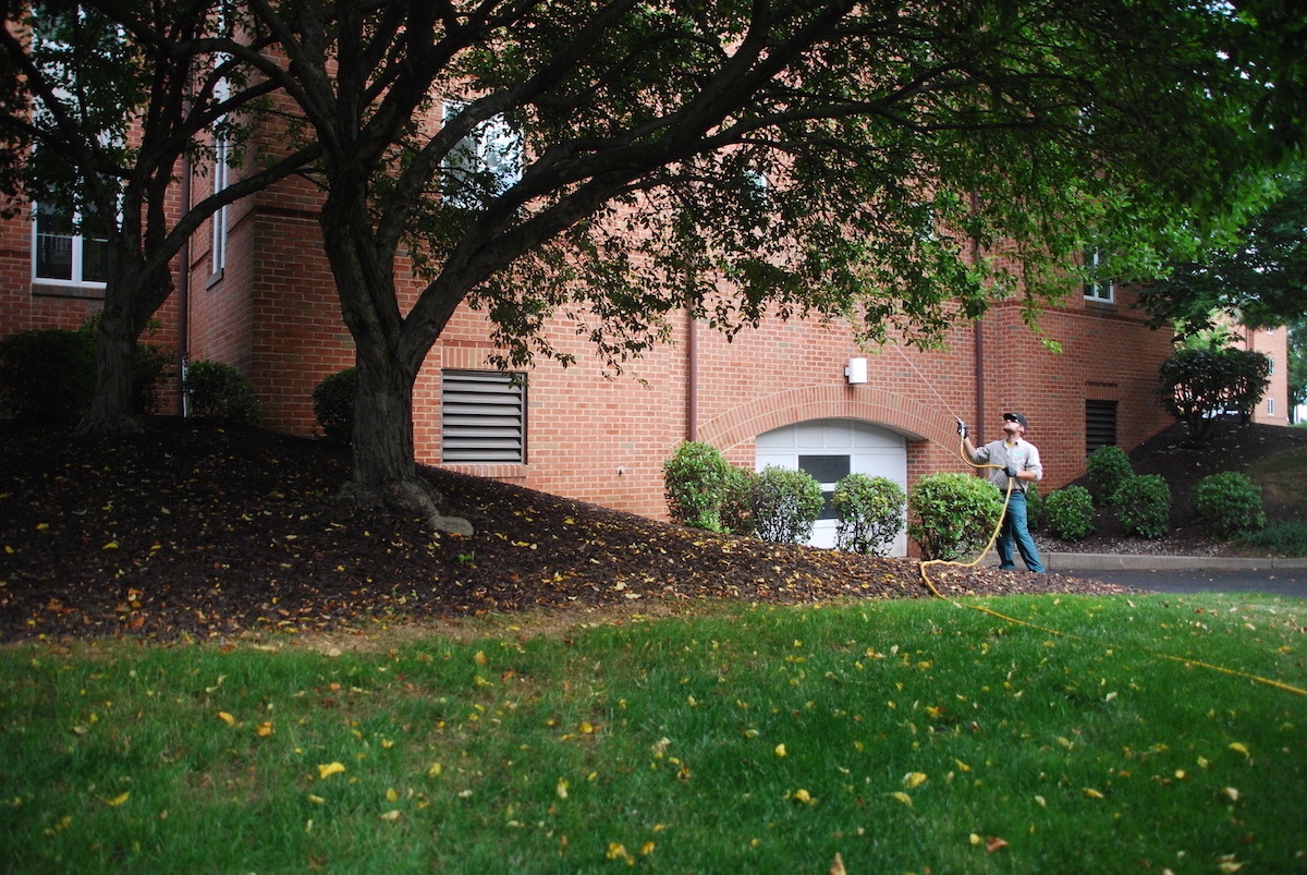 7 of the Most Common Tree Diseases in Pennsylvania and How to Protect