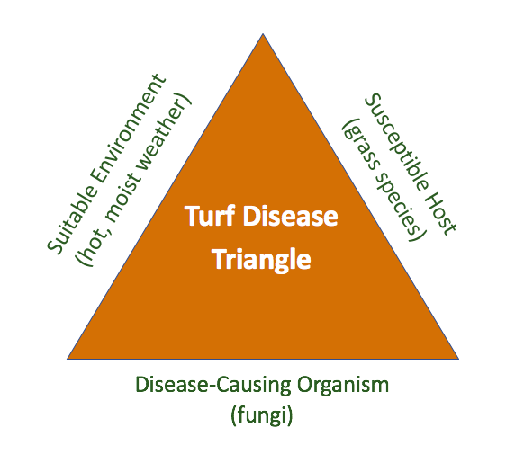 A Guide to Lawn Disease Diagnosis, Control, and When To Use Lawn Care
