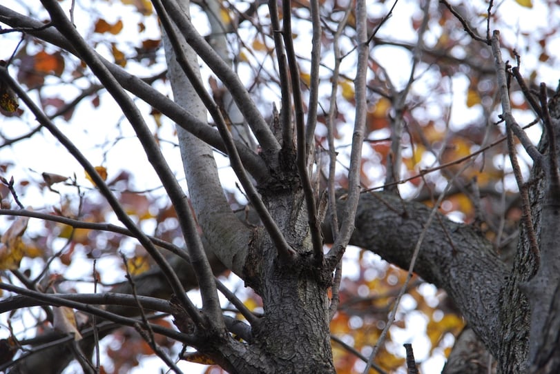 Cost and health benefits of proactive tree trimming services in Allentown, PA