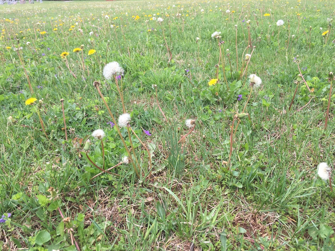 lawn filled with weeds needing weed control