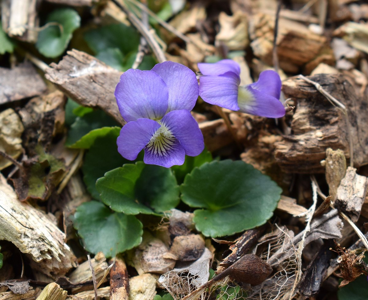 wild violet lawn weed