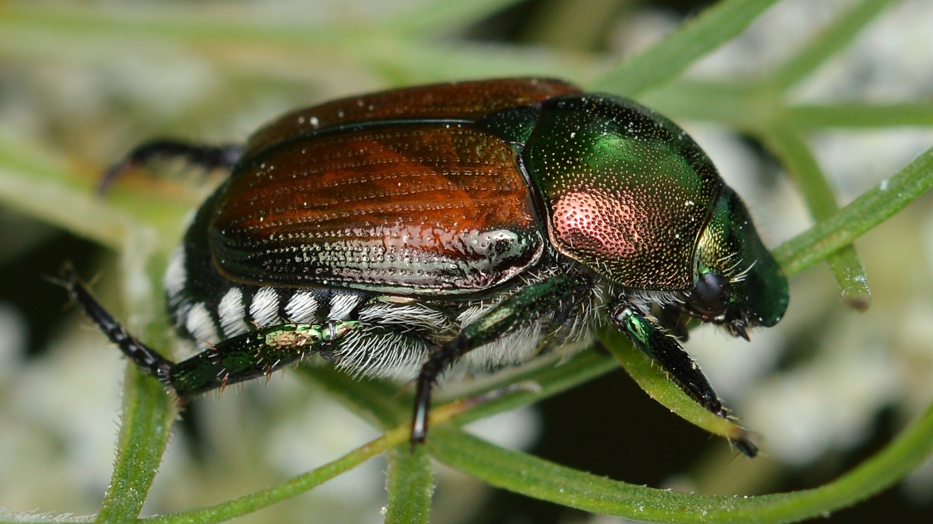 Japanese Beetle CC