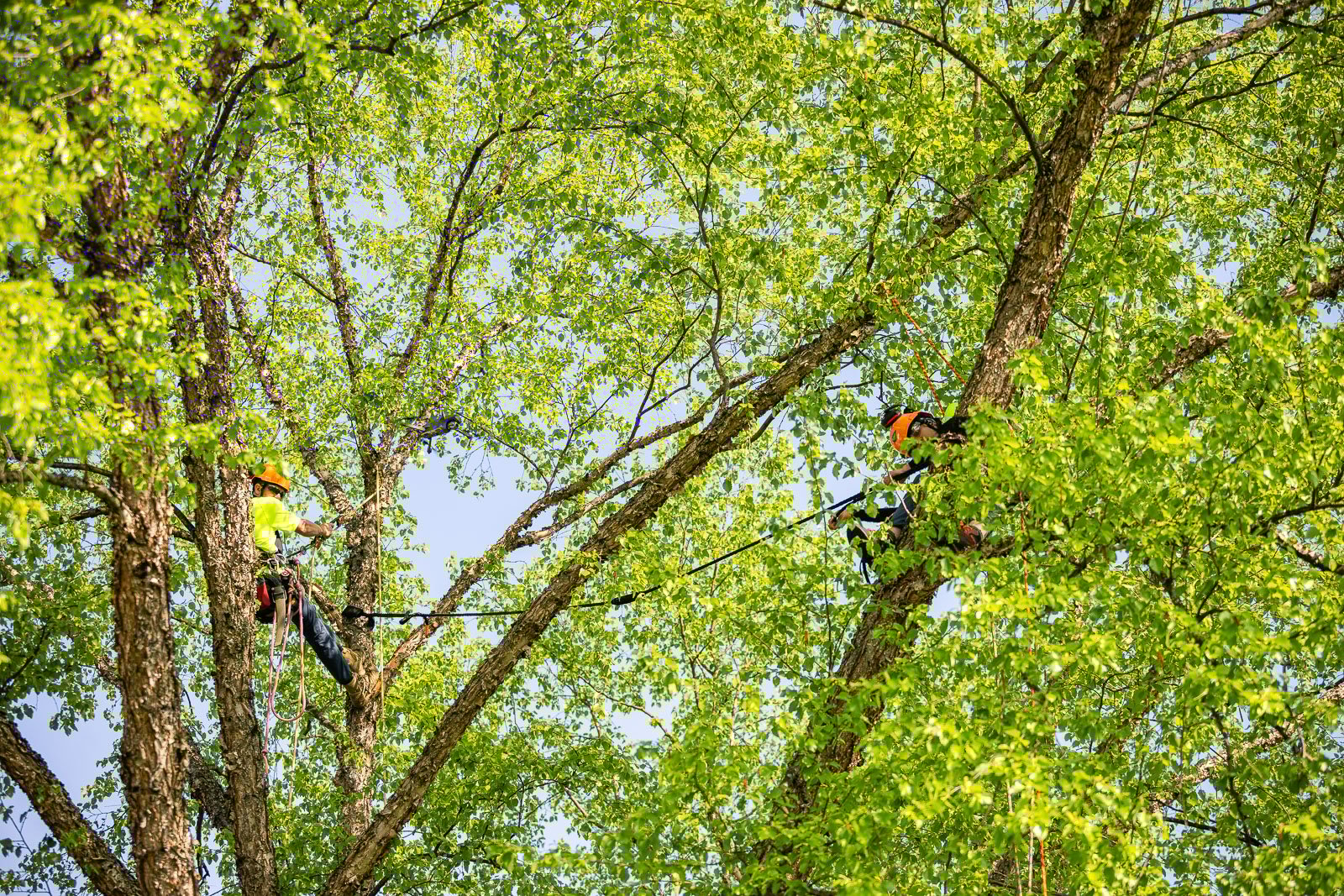 JoshuaTree_050224_0133