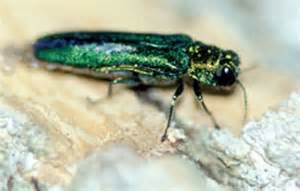 Emerald ash borer Emerald ash borer